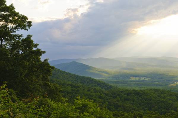 A view of a national forest near Charlottesville