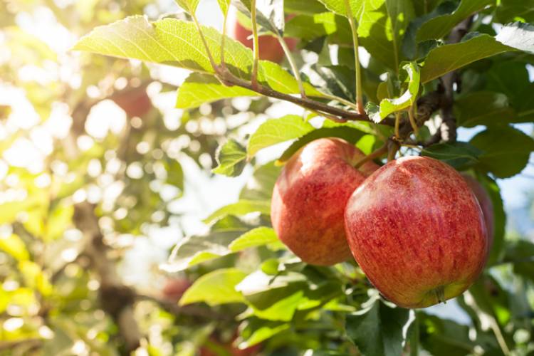 Apples in an orchard