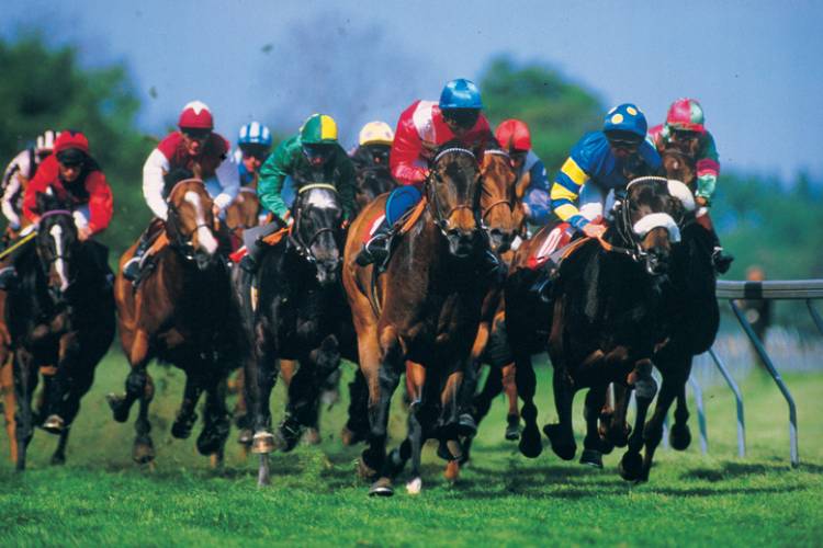 jockeys in bright colored jerseys on brown horses racing