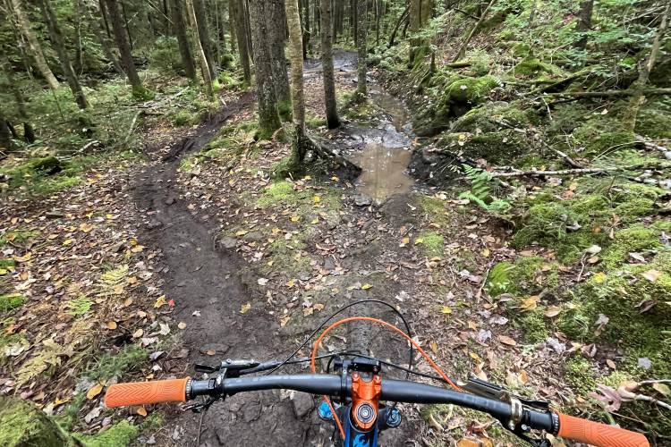 blue bike with orange grips on muddy trail with lots of evergreen trees