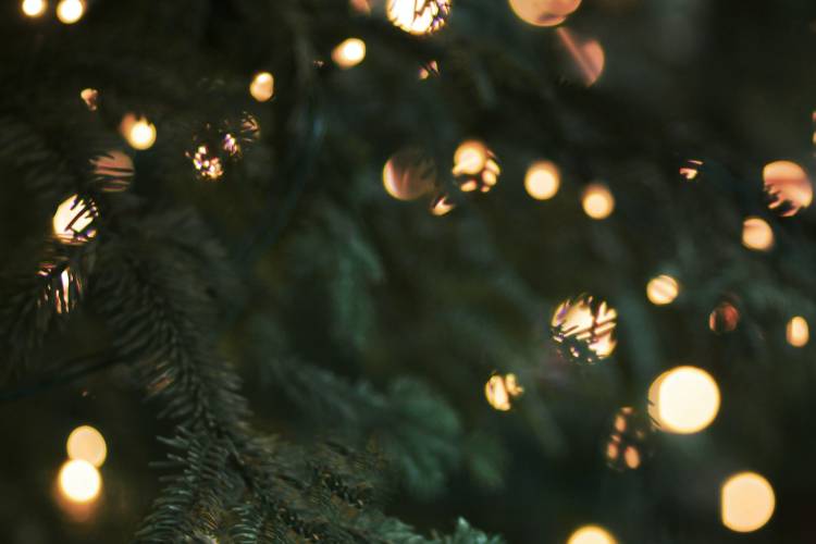 pine tree branch with lights