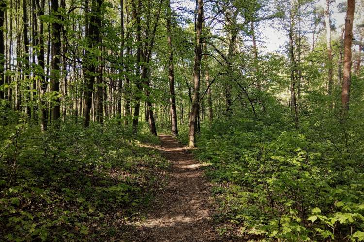 green forest with path