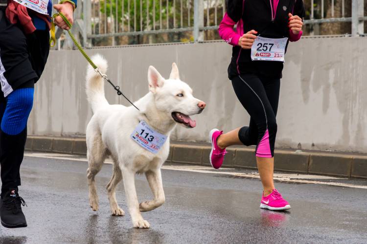 white dog running race with people