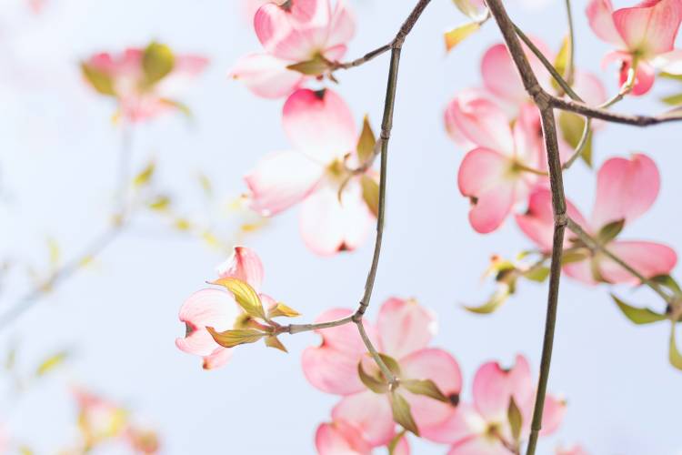 pink/white flowers on branch with blue sky in background