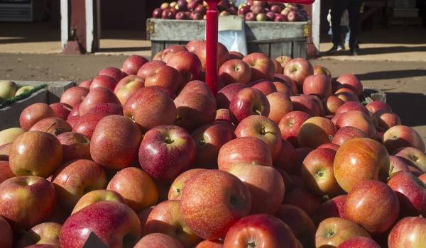 Charlottesville Gala Apples Charlottesville Gala Apples
