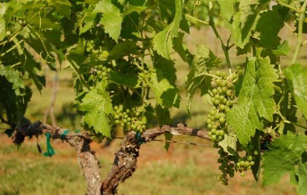Charlottesville Vines Charlottesville, VA Vines