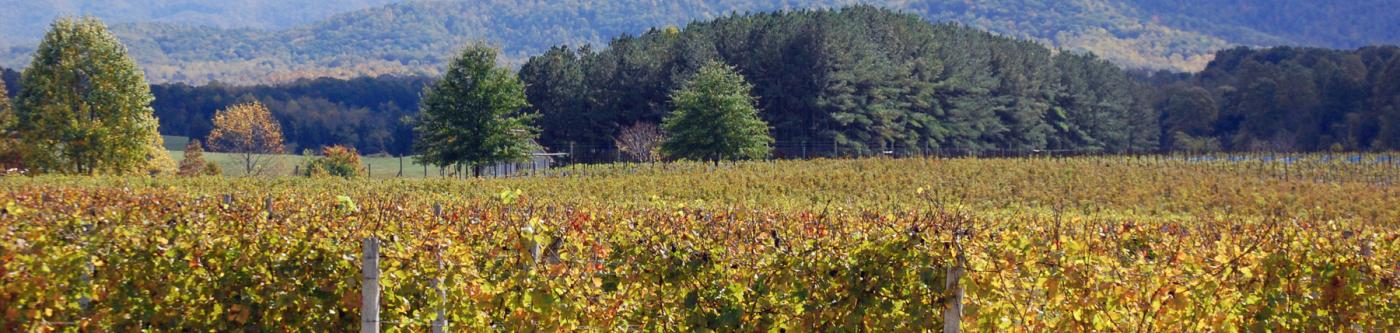 Charlottesville scenery near Guesethouses property with vibrant trees and beautiful mountains